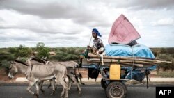 Une peul avec deux agneaux sur sa charrette alors que sa famille se déplace vers le nord à Barkedji le 21 juillet 2020.