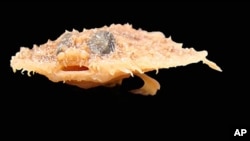 The Louisiana Pancake fish, which resembles a walking bat, was discovered in the Gulf of Mexico.