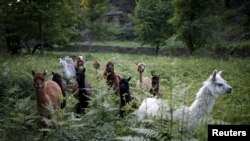 Two years on from completion of the project — supported by The Mountain Institute — there are more and better quality pastures for sheep, cattle and alpaca (shown) to graze, and milk, meat, and crop yields have risen.