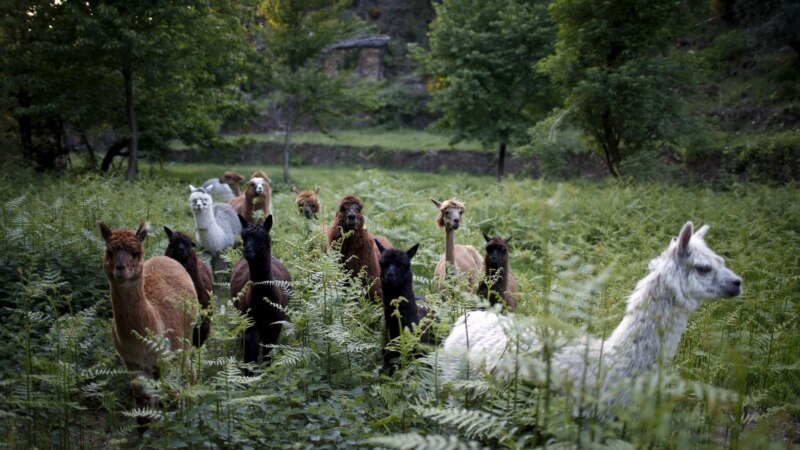 Peru's Alpine Herders Revive Ancient Technologies to Face the Future