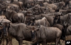 FILE - Wildebeest gather along the banks of the Mara River as they prepare to cross, in the Maasai Mara Game Reserve in Kenya, Dec. 3, 2013.