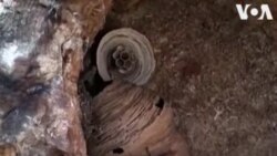 Ասիական «մահաբեր բոռը». նոր սպառնալիք ԱՄՆ-ի արևմուտքում