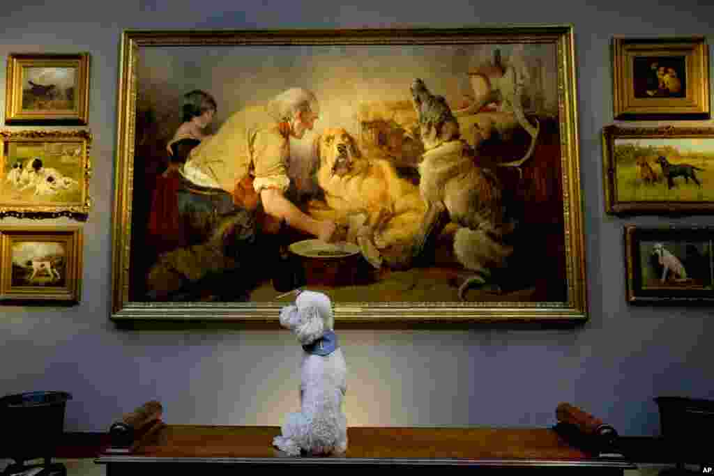 Dog Lily sits in front of dog paintings during a Christie's pre-auction photo call on English country House contents in London.