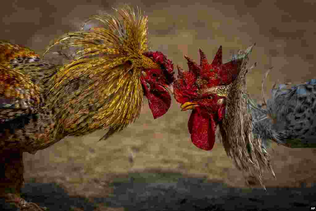 Dua ayam jantan bertarung selama acara sabung ayam sebagai bagian dari festival Jonbeel dekat Jagiroad, sebelah timur Guwahati, India. (AP)&nbsp;