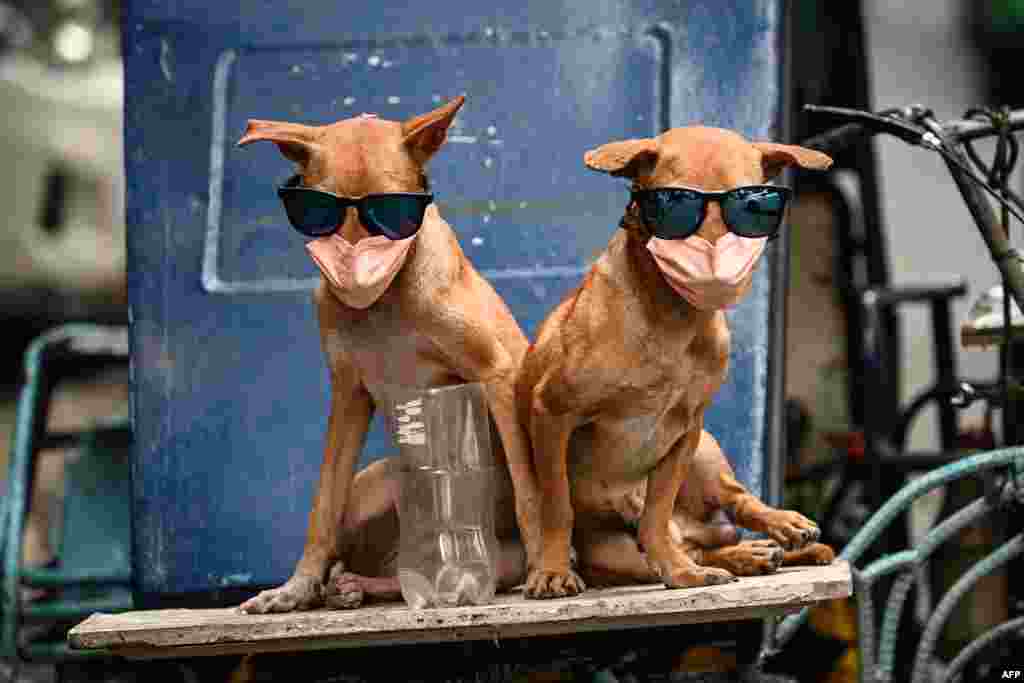 Pet dogs wearing sunglasses and face masks sit on a platform on a tricycle in Chinatown district of Manila.