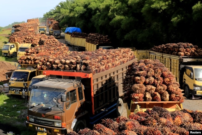 Truk dengan tandan buah segar kelapa sawit antre untuk dibongkar di sebuah pabrik di Aceh Barat, 17 Mei 2022. (Antara Foto/Syifa Yulinnas/ via REUTERS)
