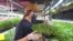 Urban Agriculture