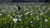 Setelah Bertahun-tahun Merosot, Produksi Opium Myanmar Dilaporkan Melonjak