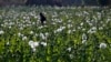 Seorang warga berjalan di ladang opium yang subur di desa Nampatka, negara bagian Shan Utara, Myanmar pada 27 Januari 2014. (Foto: AP)