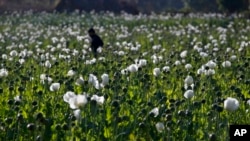 FILE - A villager walks in a flourishing poppy field at Nampatka village, Northern Shan state, Myanmar on Jan. 27, 2014.