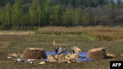 FILE - Kashmiri farmers harvest rice in a field on the outskirts of Srinagar on Oct. 2, 2019.