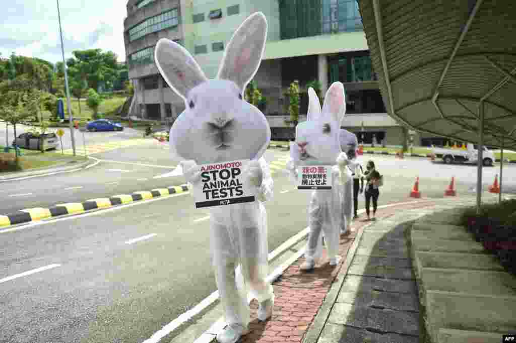 Animal rights activists dressed up as rabbits carry signs that read "Ajinomoto Stop Animal Tests" as they protest outside Ajinomoto headquarters in Kuala Lumpur.