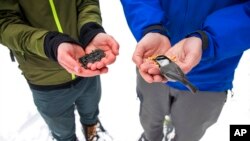 Researchers from the University of Nevada-Reno Chickadee Cognition Lab feed wild mountain chickadees at Chickadee Ridge in Mount Rose Meadows, Nevada, Jan. 6, 2023. (Jennifer Kent/University of Nevada-Reno via AP)