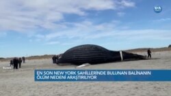 New York ve New Jersey Kıyılarına İki Ayda 10 Balina Vurdu