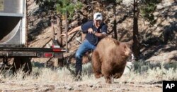 FILE - A Nevada Department of Wildlife biologist and a dog run off a released black bear southwest of Carson City, Nevada, Aug. 9, 2013. Available food can make bears less naturally fearful of people, which can ultimately spell trouble for the bears. (John Axtell/Nevada Department of Wildlife via AP)