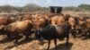 Cattle are dying from January disease in Matabeleland South