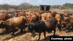 Cattle are dying from January disease in Matabeleland South
