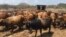 Cattle are dying from January disease in Matabeleland South