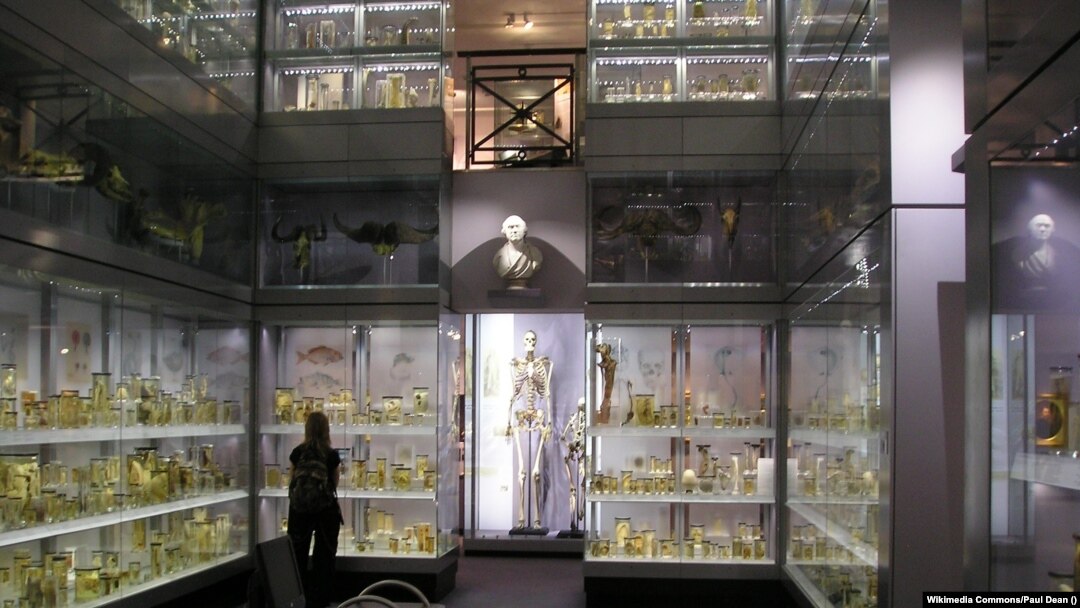 The room containing the display of Charles Byrne's skeleton of at the Royal College of Surgeons of England in London is seen in this September 2007 photo. (Wikimedia Commons/Paul Dean)