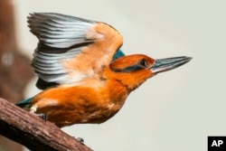 This July 13, 2012 image shows a Guam Kingfisher in Front Royal, Va. (Smithsonian’s National Zoo and Conservation Biology Institute via AP)