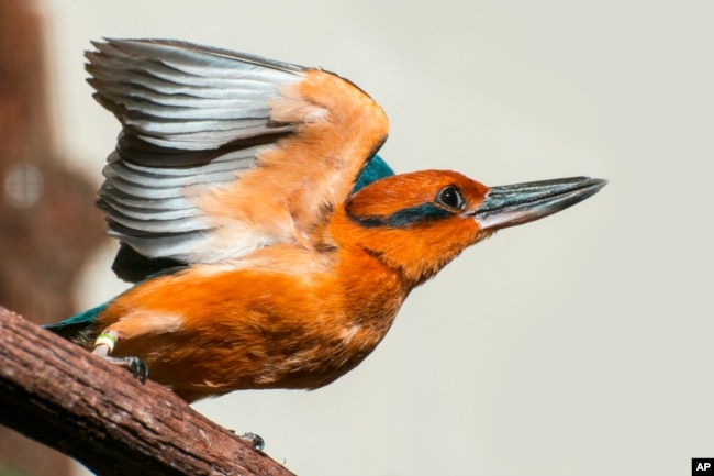 This July 13, 2012 image shows a Guam Kingfisher in Front Royal, Va. (Smithsonian’s National Zoo and Conservation Biology Institute via AP)