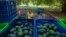 FILE - Men harvest avocados at an orchard in Santa Ana Zirosto, Michoacan state, Mexico, Jan. 26, 2023.