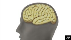 FILE: Illustrative human brain and head drawing, uploaded Jan. 26, 2023
