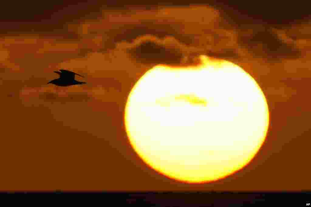 A seagull flies past the sun as it rises above the Atlantic Ocean in Surfside, Florida.