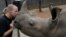 FILE - Yolande van der Merwe kisses an orphaned rhino at a sanctuary for rhinos orphaned by poaching, in Mookgopong, Limpopo province, South Africa, April 17, 2020.
