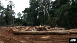 FILE - Logs are lined up on the ground in a logging yard near the Campo Ma'an National Park, to be transported out of the forest, in Cameroon, Oct. 8, 2022.