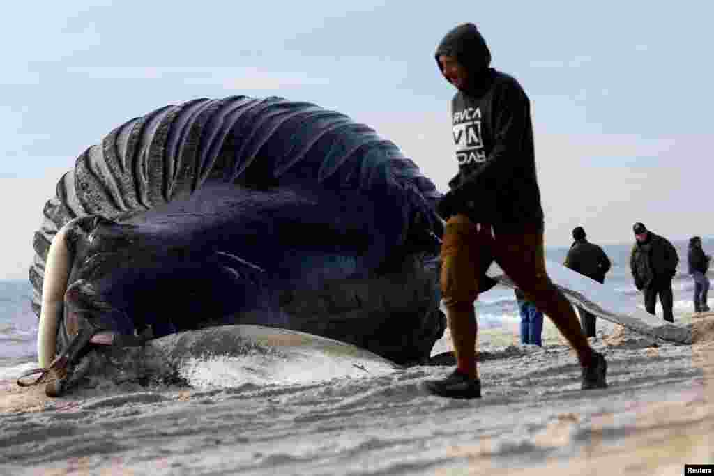Seorang pria berjalan melewati bangkai paus bungkuk, yang&nbsp; terdampar semalaman di pantai menghadap selatan Long Island di Pantai Lido, New York. (Reuters)&nbsp;