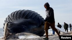 A man walks past a dead male humpback whale that, according to town officials, washed ashore overnight on Long Island&#39;s south facing shore in Lido Beach, New York.