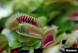 FILE - A Venus flytrap is seen at the meat-eating plant exhibition "Dejate Atrapar" (Let Yourself Get Caught), in Bogota, Colombia July 19, 2018. (REUTERS/Luisa Gonzalez/File Photo)