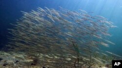 FILE - A school of baitfish swims off the coast of Biddeford, Maine, in this Sept. 3, 2018 file photo.