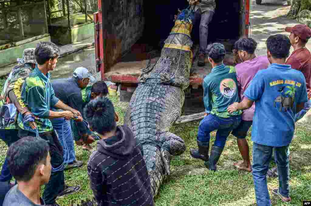 Buaya muara sepanjang 5 meter dengan berat mencapai 500 kg dipindahkan di Kebun Binatang Kasang Kulim di Kampar setelah ditangkap oleh warga desa Mandiangin di Kabupaten Pasaman Barat, Sumatra Barat. (Foto: Wahyudi / AFP)&nbsp;