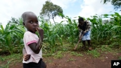 Maria Chagwena trabaja en su campo mientras una niña observa, en el distrito Rushinga de Zimbabue, el 18 de enero de 2023.