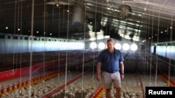 FILE: Herman du Preez inspects his surviving broiler chickens, after it was alleged that some chickens died during frequent power outages from South African utility Eskom, at Gruisfontein farm in Lichtenburg in the North West province, South Africa. Taken January 19, 2023.