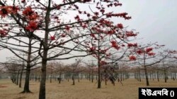 সুনামগঞ্জ জেলার তাহিরপুরে বাংলাদেশের সবচেয়ে বড় শিমুল বাগান। (ফাইল ছবি) 