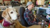 Payroll specialist Taylor Roberts works beside his dog Ryder at Trupanion, a pet insurance company in Seattle.