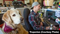 Payroll specialist Taylor Roberts works beside his dog Ryder at Trupanion, a pet insurance company in Seattle.