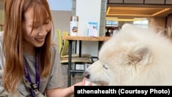 Yuehan Ding, an employee at athenahealth, takes her dog Snowy to a company “yappy hour,” a social gathering for employees and their four-legged friends.