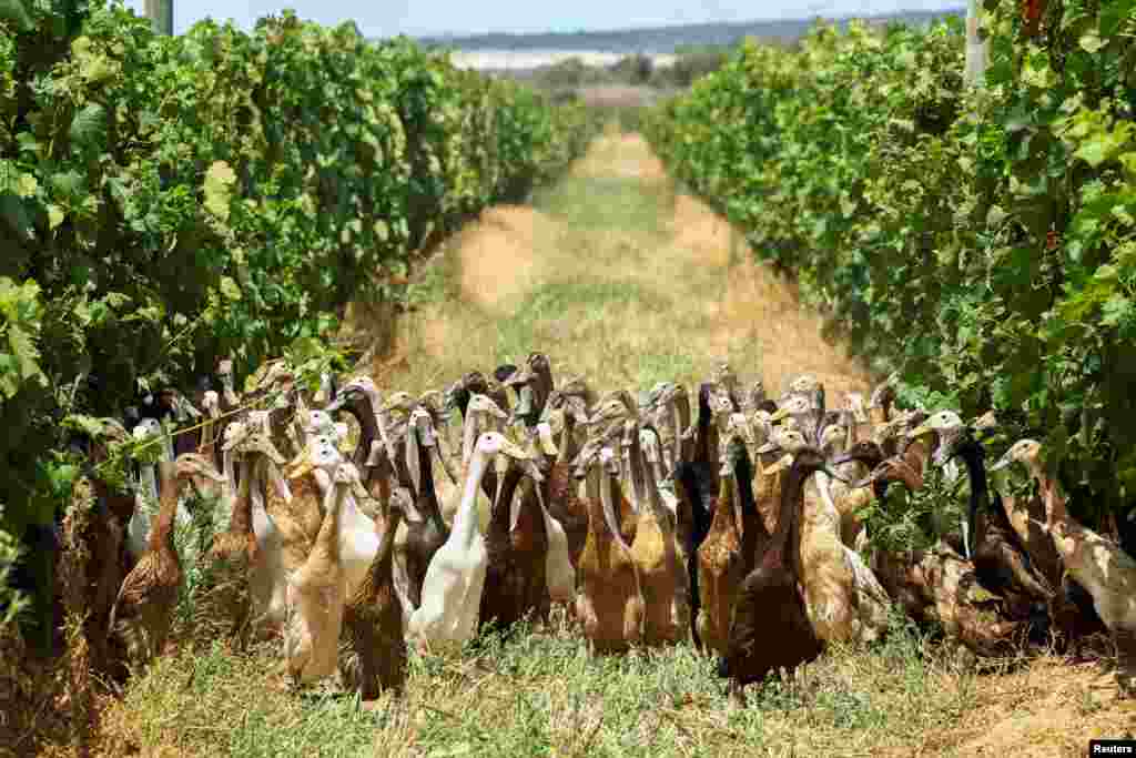 A flock of Indian Runner ducks, which assist as natural pest-control by eating all the snails and bugs, walk amidst the grape vines during their daily patrol around the Vergenoegd Wine Estate, in Stellenbosch, in Cape Town, South Africa.