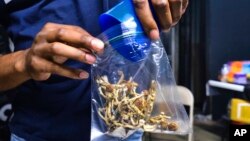 Penjual mengantongi jamur psilocybin di pasar ganja pop-up di Los Angeles pada 24 Mei 2019. Sebuah gerakan mendorong untuk mendekriminalisasi penggunaan psikedelik seperti "jamur ajaib. (Foto: AP/Richard Vogel)