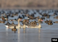 A likely explanation for the declining migratory bird population in Kashmir is the destruction of wetlands that provide a winter home for the birds. (Reyan Sofi/VOA)