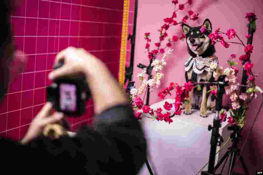 A dog has its picture taken at a pet show in Hong Kong.