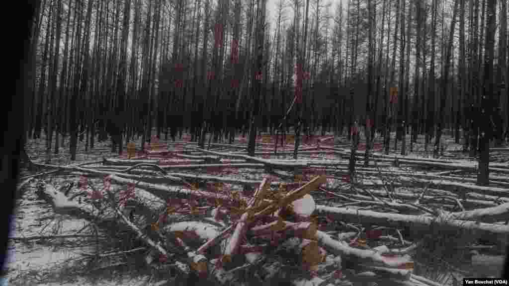 Even the fallen trees inside the area close to the power plant are now considered nuclear waste and can&rsquo;t be collected or used. In Chernobyl, Ukraine, Jan. 31, 2023 (VOANEWS/Yan Boechat)