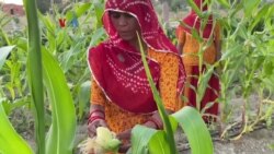 Usaha Penanaman Sayuran di Kawasan Gurun Rajasthan, India