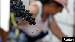 FILE - A worker selects grapes as the traditional harvest starts at the Chateau Haut-Brion vineyard in Pessac, near Bordeaux, France, Sept. 18, 2019. 