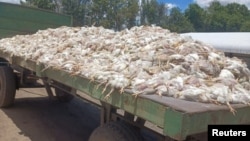 FILE: Dead chickens are seen after it was alleged that they died during frequent power outages from South African utility Eskom, at Gruisfontein farm in Lichtenburg in the North West province, South Africa, January 17, 2023. Herman du Preez/Handout via REUTERS