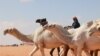 Seorang penggembala unta Saudi memimpin hewannya saat berlangsunya Festival Unta tahunan Raja Abdulaziz di gurun Rumah, timur laut ibu kota Saudi, Riyadh, 10 Januari 2023. (Fayez Nureldine/AFP)